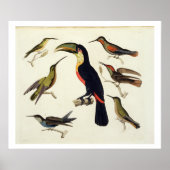 Inheemse vogels, inclusief de Toucan (midden), Ama Poster (Voorkant)