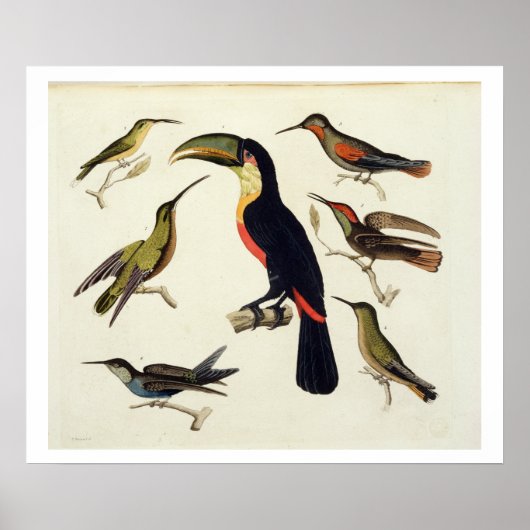 Inheemse vogels, inclusief de Toucan (midden), Ama Poster (Voorkant)