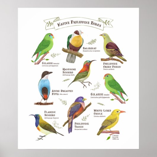 Inheemse vogels op de Filipijnen Poster (Voorkant)
