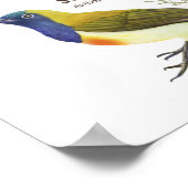 Inheemse vogels op de Filipijnen Poster (Hoek)