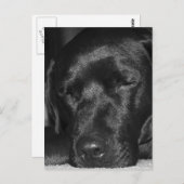 Inhoud, slaapzwarte labrador briefkaart (Voorkant / Achterkant)