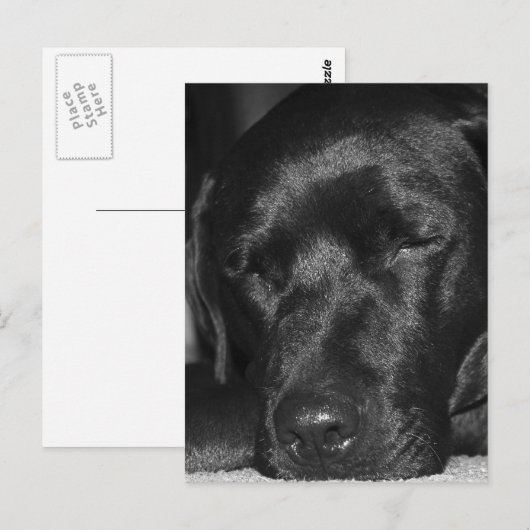 Inhoud, slaapzwarte labrador briefkaart (Voorkant / Achterkant)