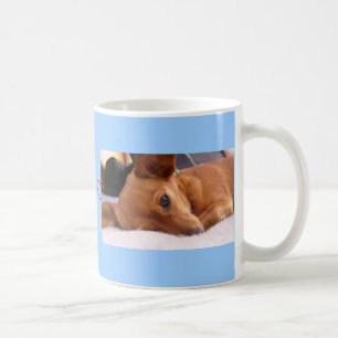 Inki de Chihuahua Koffiemok