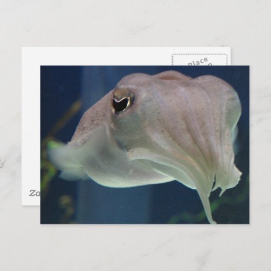 inktvis briefkaart (Voorkant / Achterkant)