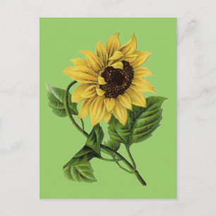 inktvis Dandy Sunflower Briefkaart