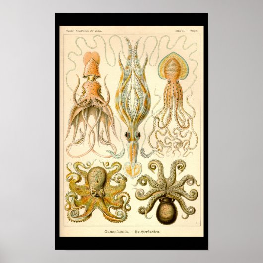 Inktvis Octopus Pijlinktvis Mariene Natuur Poster (Voorkant)