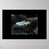 inktvis poster (Voorkant)