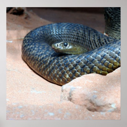 Inland Taipan Poster (Voorkant)