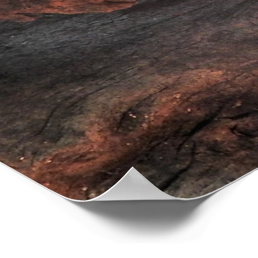 Inland Taipan Poster (Hoek)