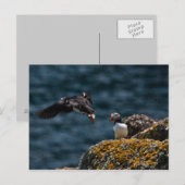 Inname van Puffin Briefkaart (Voorkant / Achterkant)