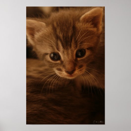 Innocence Poster (Voorkant)