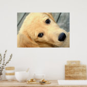 Innocent Abby Poster (Keuken)