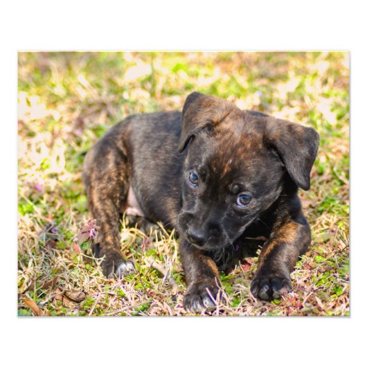Innocent Brindle Puppy Photo Print Foto Afdruk (Voorkant)