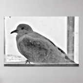 Innocent Dove Poster (Voorkant)