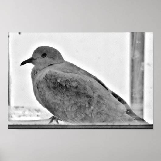 Innocent Dove Poster (Voorkant)