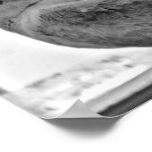 Innocent Dove Poster (Hoek)