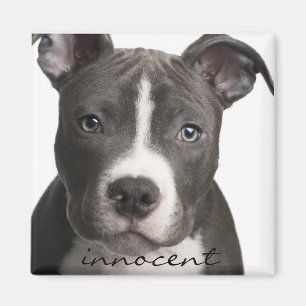 Innocent Pitbull Puppy Magnet
