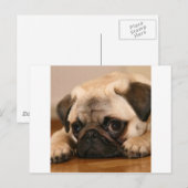 " Innocent " Pug Briefkaart (Voorkant / Achterkant)