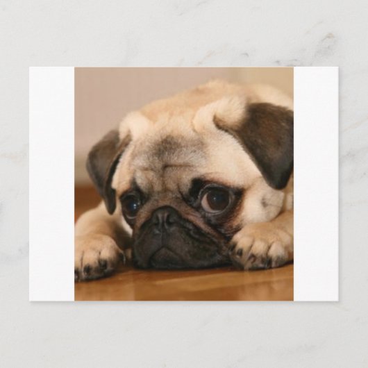 " Innocent " Pug Briefkaart (Voorkant)