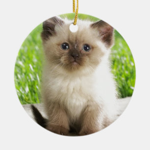 Innocent Ragdoll Kitten Keramisch Ornament