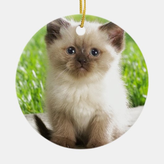 Innocent Ragdoll Kitten Keramisch Ornament (Voorkant)