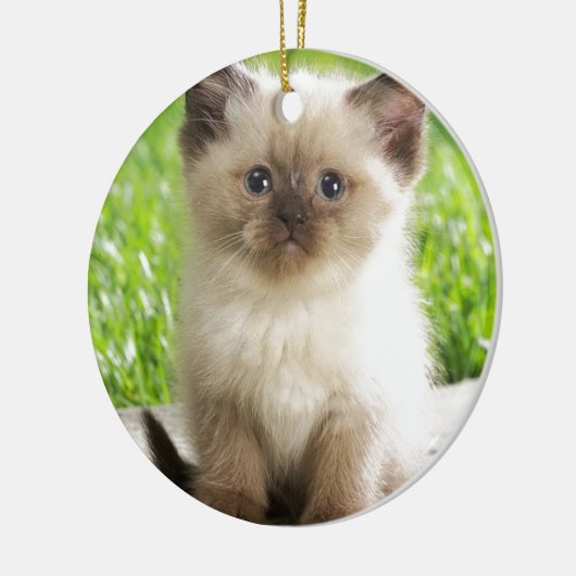 Innocent Ragdoll Kitten Keramisch Ornament (Links)