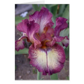 "Innocent Star" Iris Kaart - Blank (Voorkant)