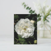 Innocent White Rose Briefkaart (Staand voorkant)