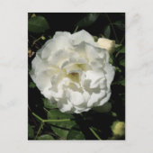 Innocent White Rose Briefkaart (Voorkant)