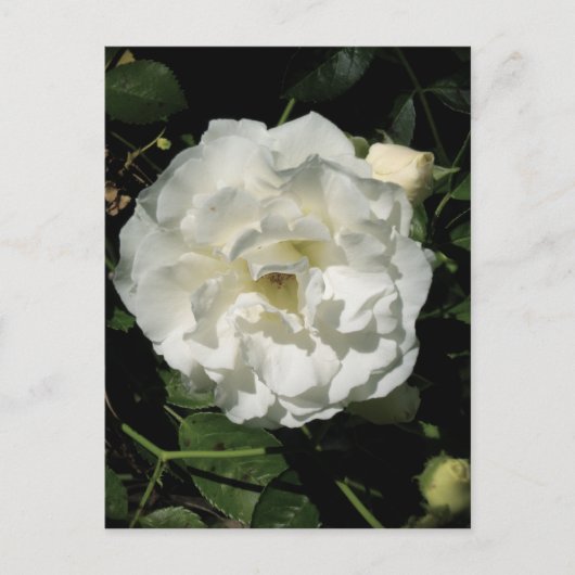 Innocent White Rose Briefkaart (Voorkant)