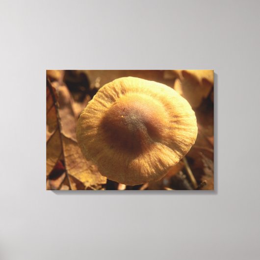 Inocybe napipes Mushroom Canvas Print (Voorkant)