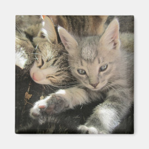 Inoki Kitten Magneet