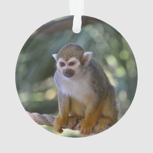 Inquisitie eekhoorn aap ornament (achterkant)