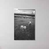 Inquisitieve dartmoor Sheep - Is dat Ewe? Canvas Afdruk (Voorkant)