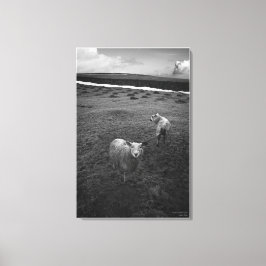 Inquisitieve dartmoor Sheep - Is dat Ewe? Canvas Afdruk