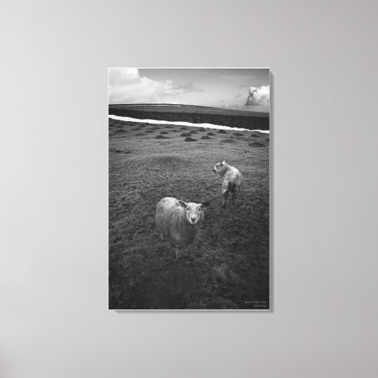Inquisitieve dartmoor Sheep - Is dat Ewe? Canvas Afdruk (Voorkant)
