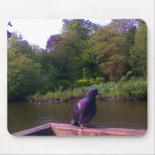 Inquisitieve duif muismat