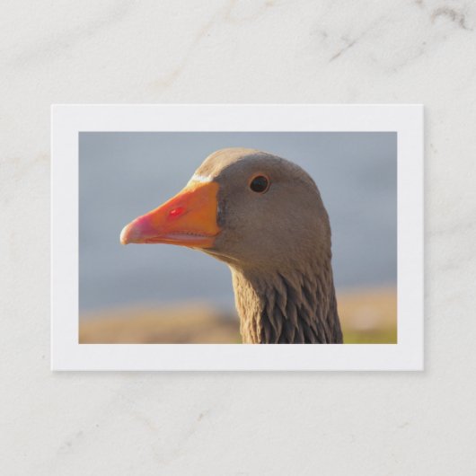 Inquisitieve gans (grens) visitekaartje (Voorkant)