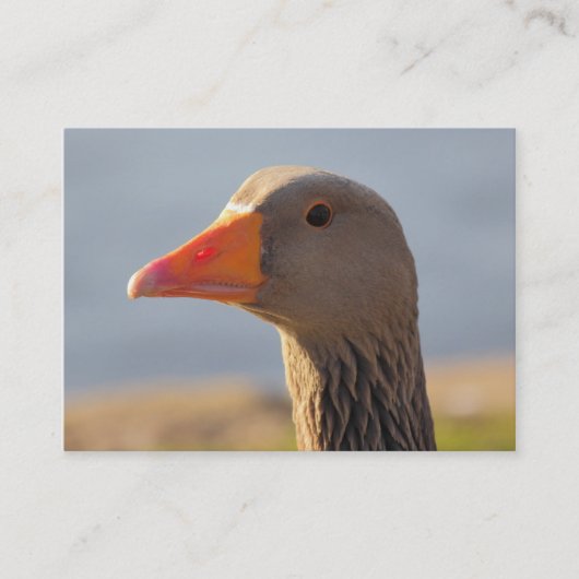 Inquisitieve Greylag Goose Visitekaartje (Voorkant)