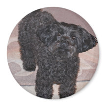 Inquisitieve Yorkie Poo