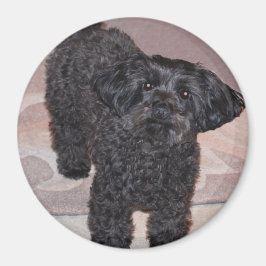Inquisitieve Yorkie Poo Magneet