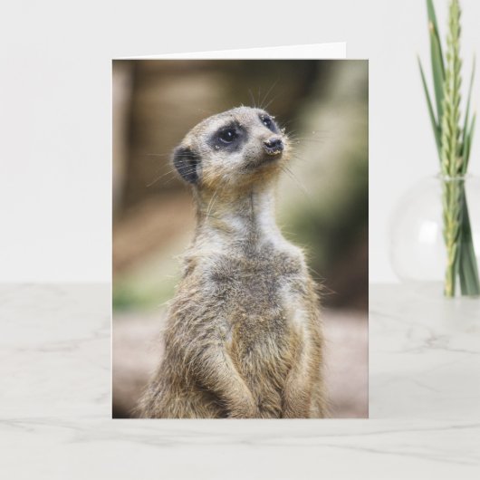 InquisitiveMeerkat Kaart (Voorkant)