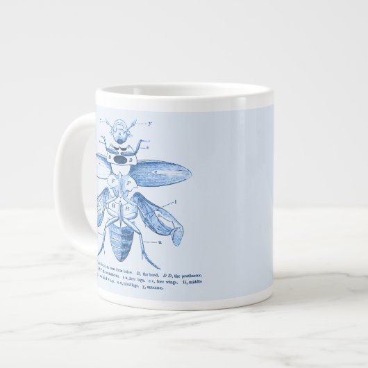  Insect Afbeelding | Beetels | Blauw Grote Koffiekop (Links)