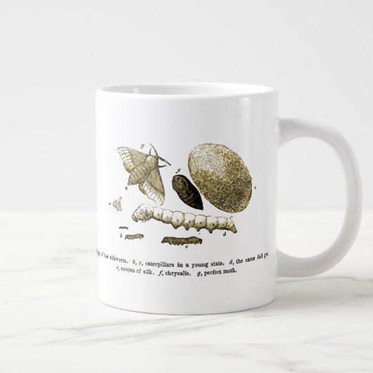 Insect Afbeelding | Zijderupsen | Maand Grote Koffiekop (Rechts)