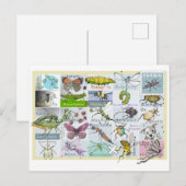 Insect Alphabet Briefkaart (Voorkant / Achterkant)