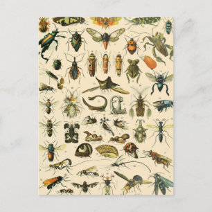 Insect and Bugs Chart  Entomology Briefkaart