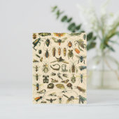 Insect and Bugs Chart  Entomology Briefkaart (Staand voorkant)