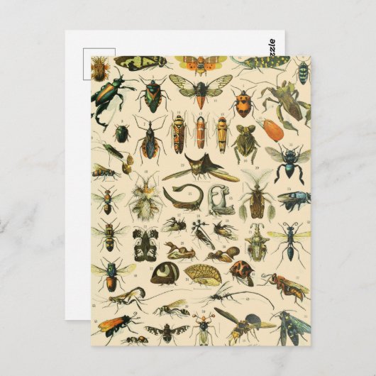 Insect and Bugs Chart Entomology Briefkaart (Voorkant / Achterkant)
