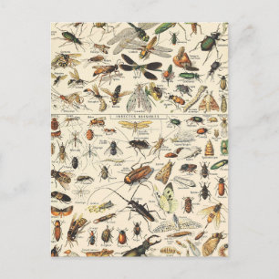 Insect and Bugs Chart  Entomology Briefkaart