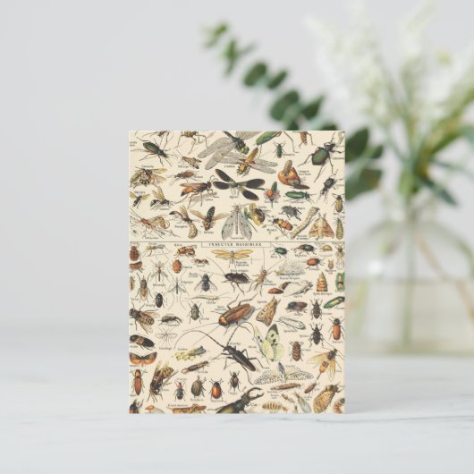 Insect and Bugs Chart Entomology Briefkaart (Staand voorkant)